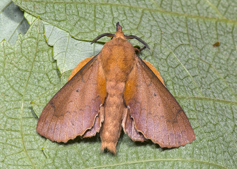 Gastropacha (Gastropacha) quercifolia